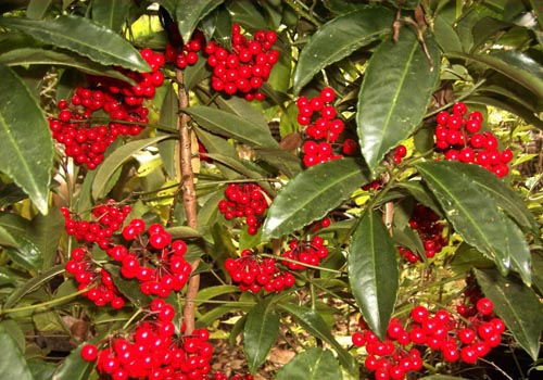 Ardisia : 관리 및 사진