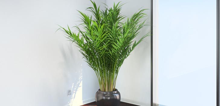 Areca, 야자