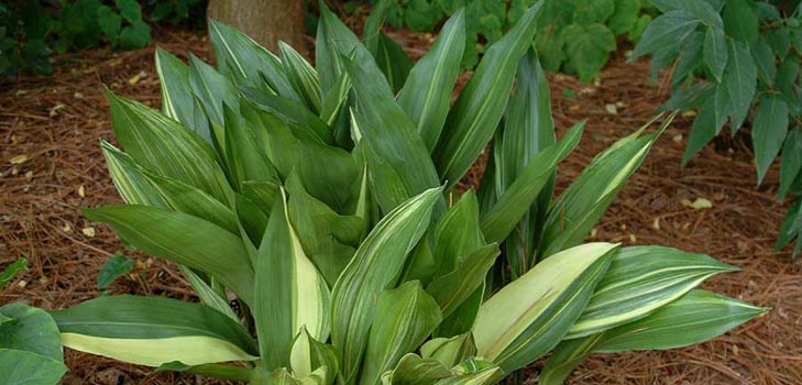 Aspidistra : 집에서 개호, 꽃 피우다, 사진
