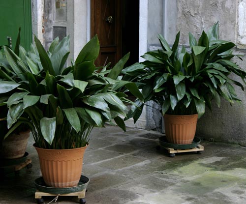 Aspidistra : 종 및 다양성