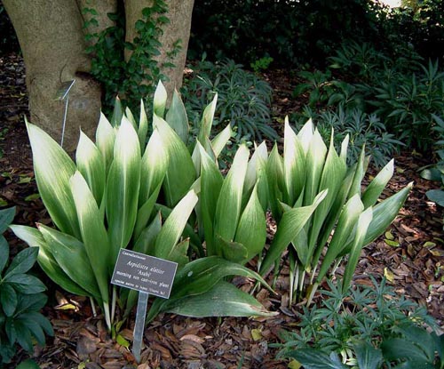 Aspidistra : 집 관리