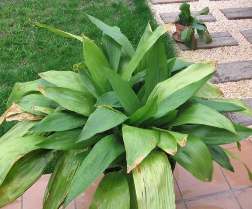 Aspidistra : 가정에서의 사진 및 관리