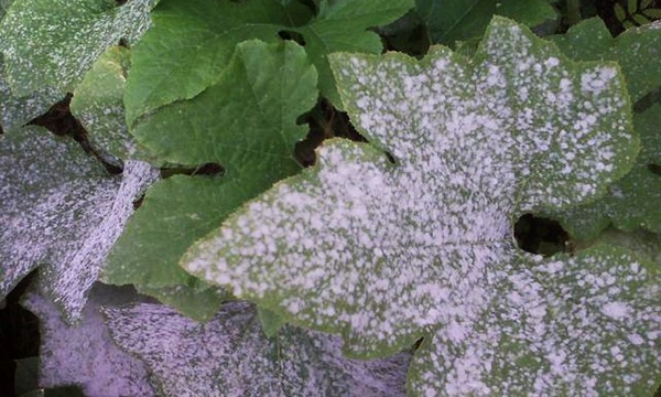 오이의 질병 : 증상, 치료 및 예방 (사진 첨부) 오이의 질병 : 증상, 치료 및 예방 (사진 첨부)