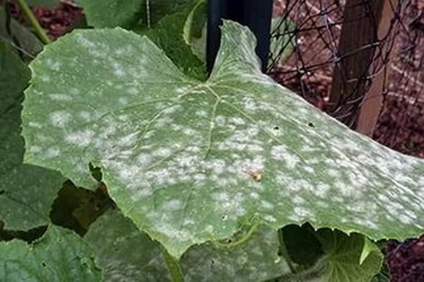 오이의 질병 : 증상, 치료 및 예방 (사진 첨부) 오이의 질병 : 증상, 치료 및 예방 (사진 첨부)