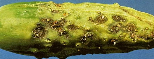 오이의 질병 : 증상, 치료 및 예방 (사진 첨부)