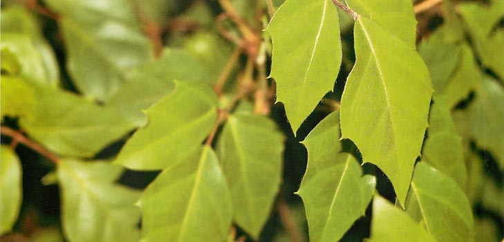 Cissus : 사진 및 홈 케어
