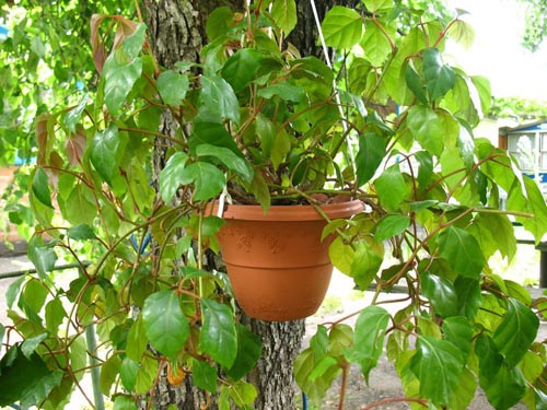 Cissus. 포도의 종류