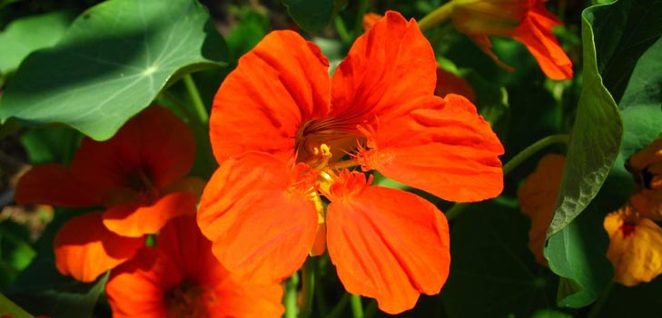 꽃 Nasturtium : 어떻게 씨앗, 케어, 아름다운 사진에서 성장하는 방법
