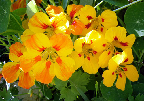 Nasturtium - 종자에서 재배