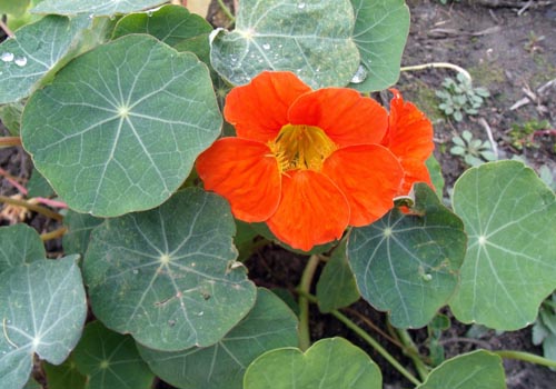 꽃 Nasturtium