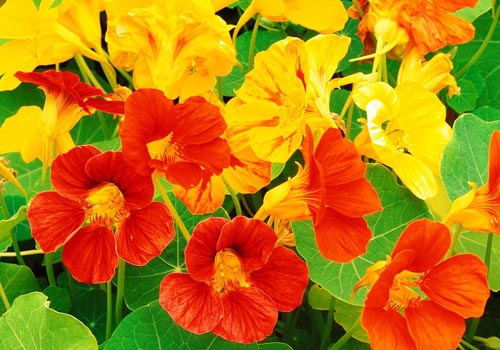 꽃 Nasturtium : 어떻게 씨앗, 케어, 아름다운 사진에서 성장하는 방법