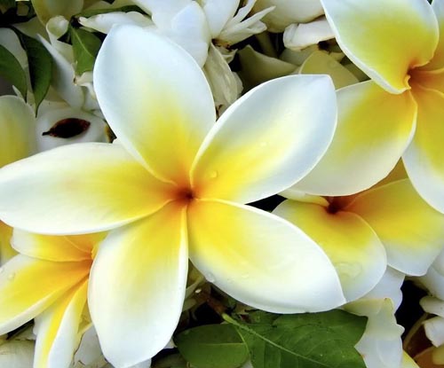 꽃 Plumeria - 가정에서 마법의 향기