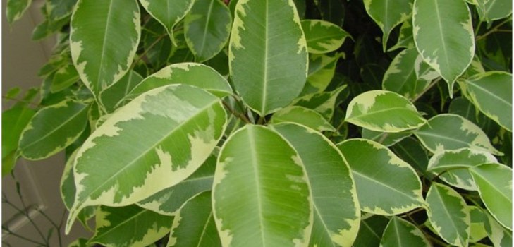방 ficus