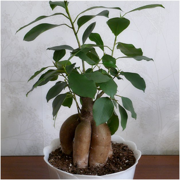 이식 전 Ficus