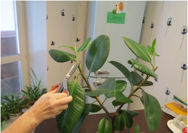 ficus 절단
