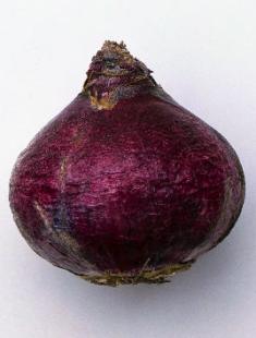 가정에서 히아신스