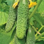 얼마나 자주 물을 뿌리는 오이 - 물을 뿌린 올바른 오이의 비디오 얼마나 자주 물을 뿌리는 오이 - 물을 뿌린 올바른 오이의 비디오