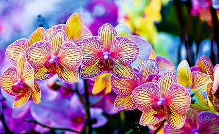 Rhizome 먼저 신중하게 분리 Rhizome 먼저 신중하게 분리