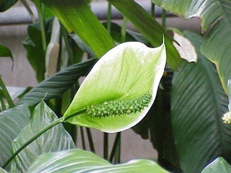 가정에서의 spathiphyllum을 돌보기 가정에서의 spathiphyllum을 돌보기