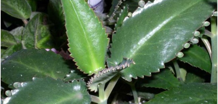 Kalanchoe 공장