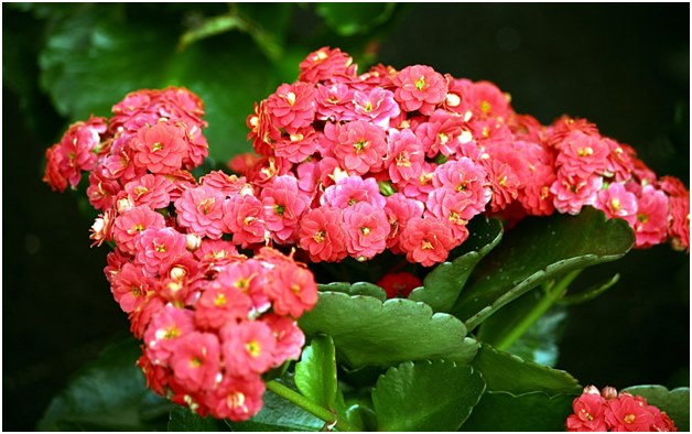 Kalanchoe 꽃