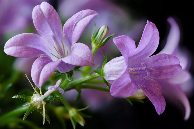 가정에서의 Campanula - 심기 및 관리 (비디오, 사진) : 초보자 화목 사들에게 조언