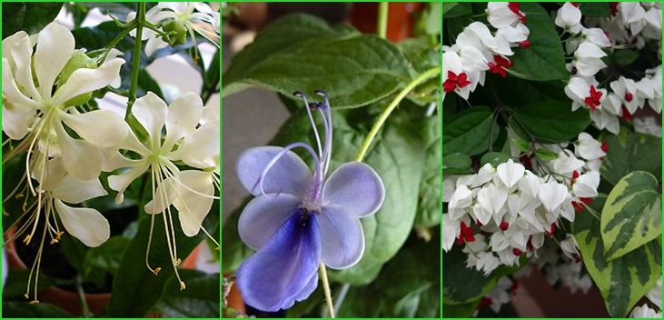Clerodendrum - 관리
