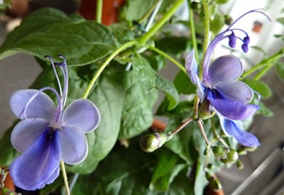 Clerodendrum - 관리
