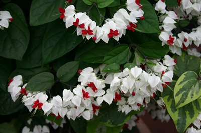 Clerodendrum - 관리