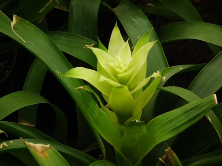 Guzmania : 번식기를 돌보는 방법 Guzmania : 번식기를 돌보는 방법