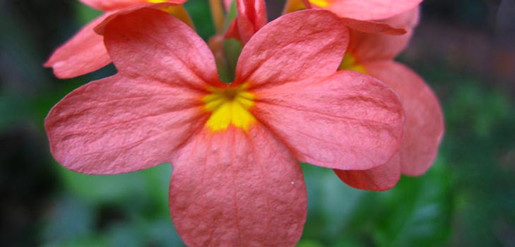 Crossandra : 관리 및 사진