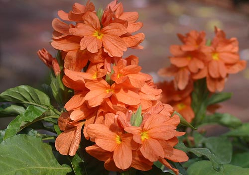 Crossandra : 종