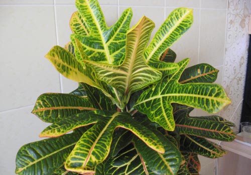 Croton : 집 관리