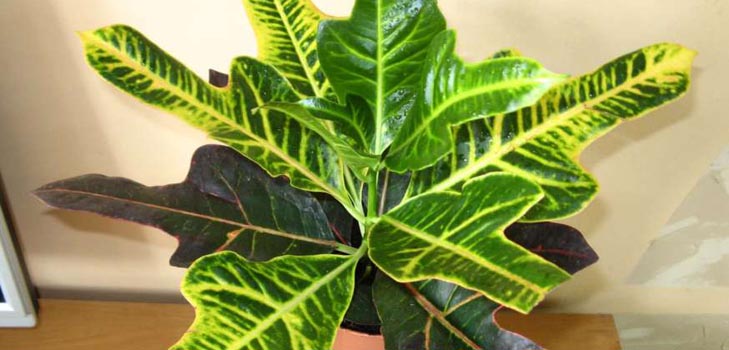 Croton : 집 관리