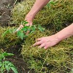 Mulching beds - 사진 및 비디오 Mulching beds - 사진 및 비디오
