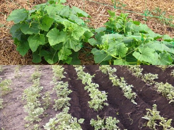 Mulching beds - 사진 및 비디오 Mulching beds - 사진 및 비디오