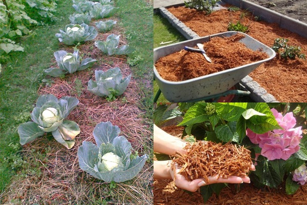 Mulching beds - 사진 및 비디오 Mulching beds - 사진 및 비디오