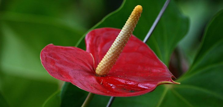 Anthurium 꽃 : 집에서 배려 그리고 재생산