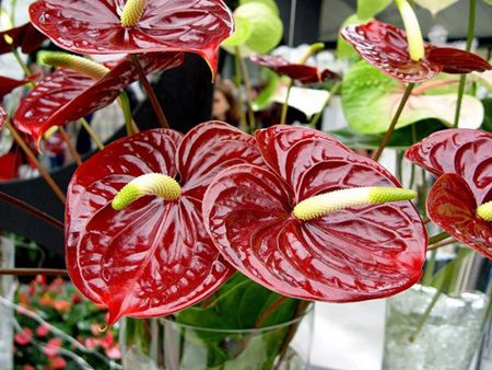 Anthurium : 집 관리 Anthurium : 집 관리