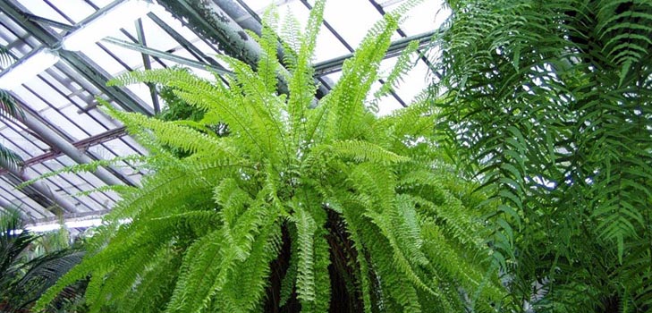 Nephrolepis - 매력적인 가정 고비