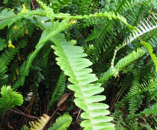 Nephrolepis : 재가 보호