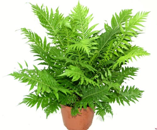 Nephrolepis. 번식
