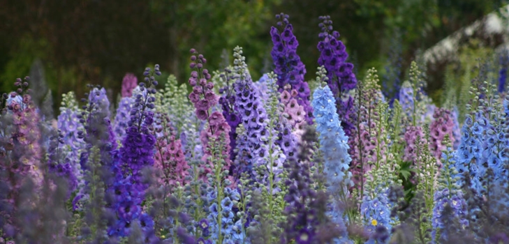 뉴질랜드 delphiniums