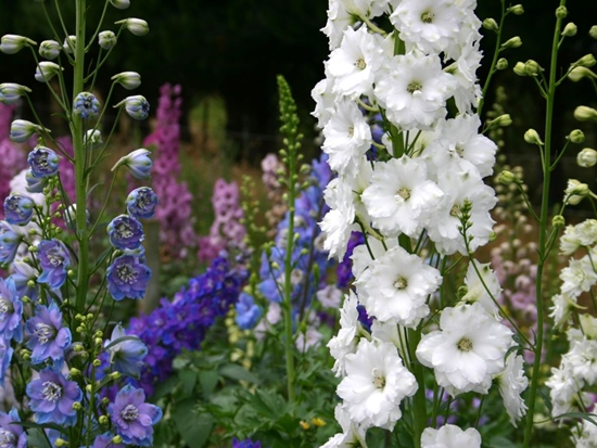 뉴질랜드 delphiniums