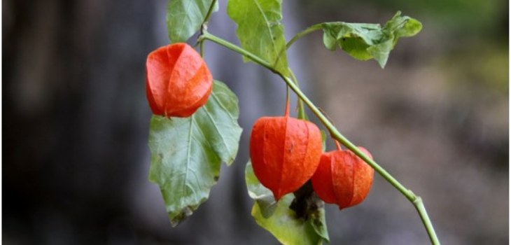 식물 physalis