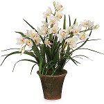 난초 Cymbidium : 배려 및 내용 난초 Cymbidium : 배려 및 내용