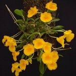 난초 Dendrobium 난초 Dendrobium