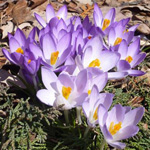 정원의 Primroses 정원의 Primroses