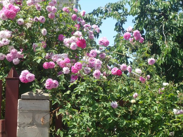 등산 장미 심기 및 보살핌