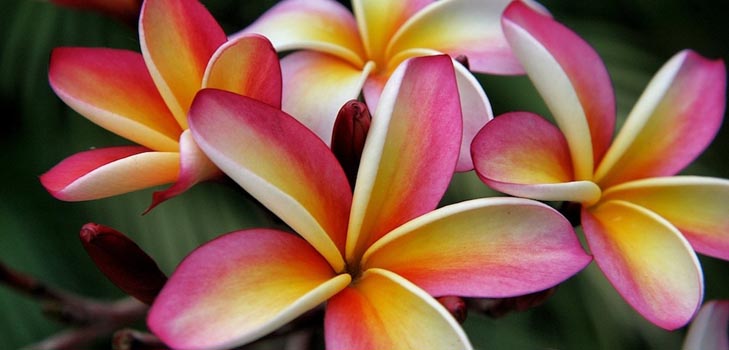 Plumeria : 사진 및 가정에서 관리
